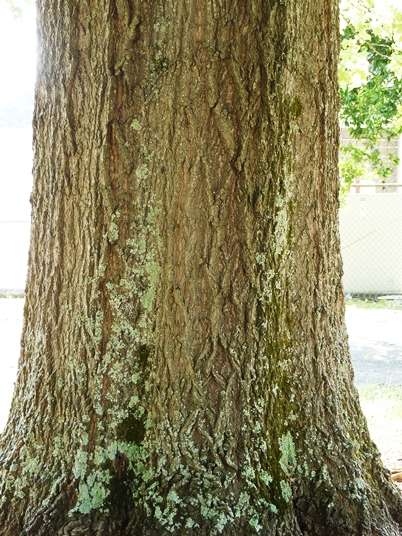 {Quercus palustris}